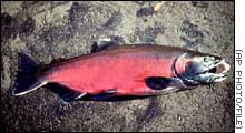 A federal judge in Oregon was scheduled to hear environmentalists' request to put Oregon coho salmon back on the threatened species list. 
